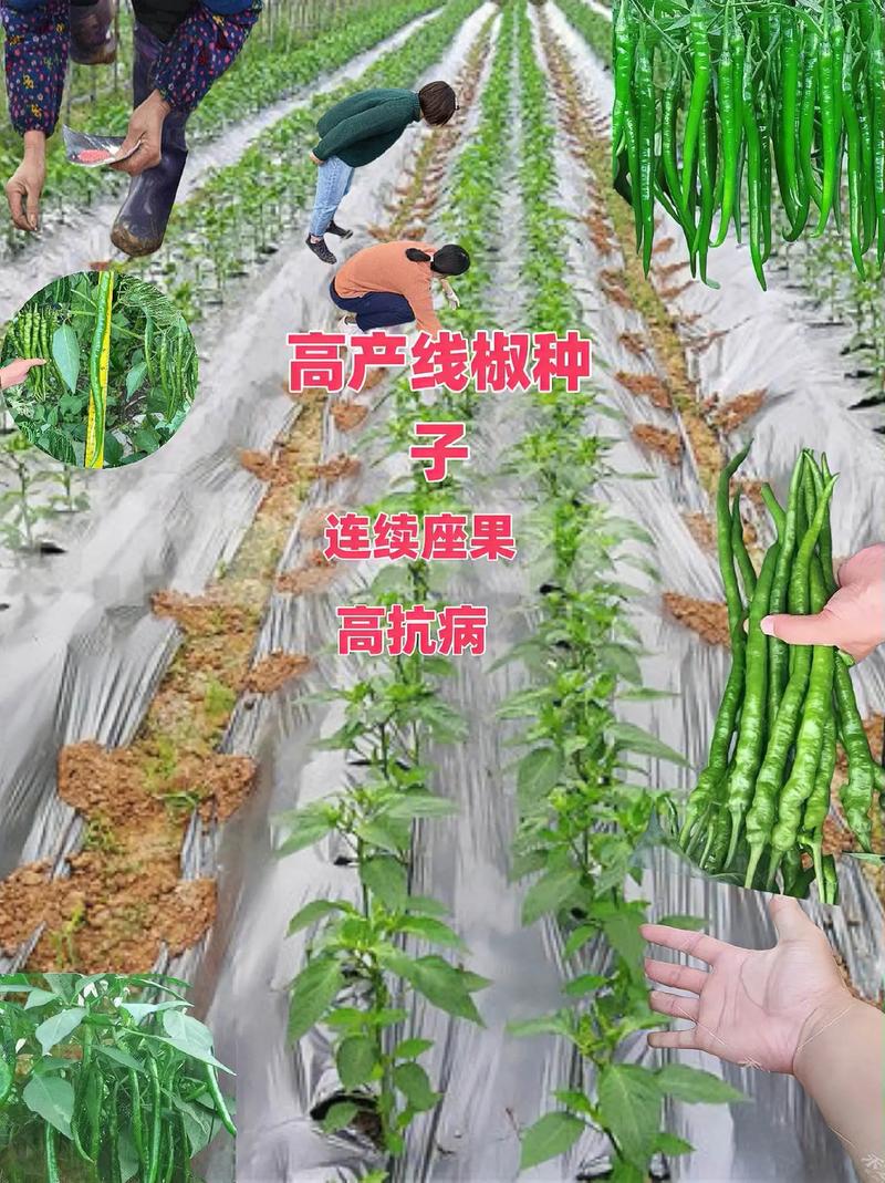 超长型线椒种子.长线椒种子* 长香辣线椒种子=度长春秋高产